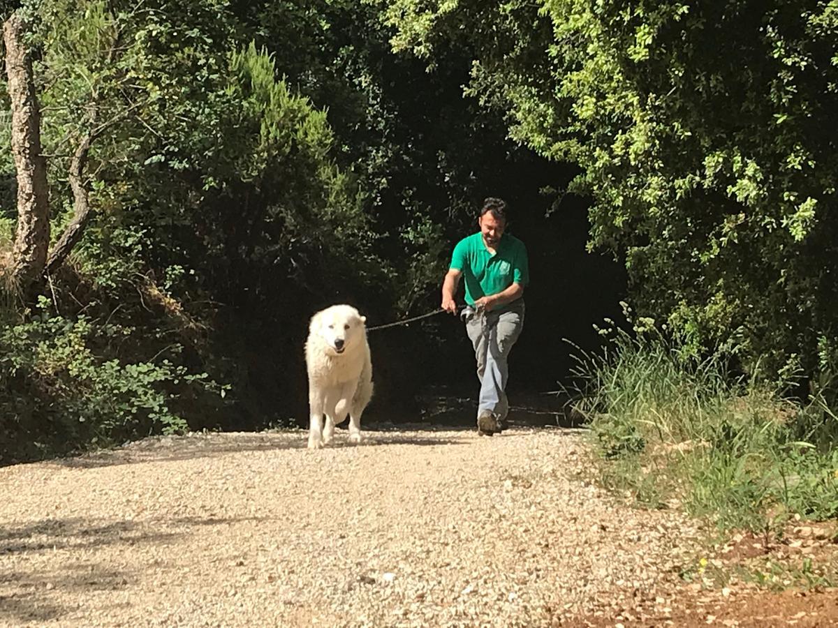 Agriturismo Le Carolee Pianopoli المظهر الخارجي الصورة